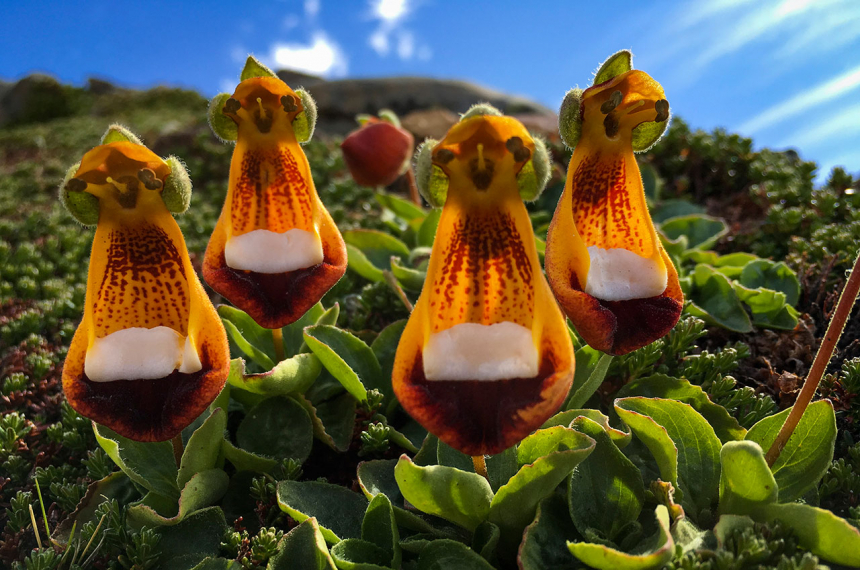 Torres-Del-Paine-Hike-6-600x398.jpg Tegenwoordig is het hele ecosysteem van Torres del Paine Nationaal Park een UNESCO Biosphere Reserve. Het heeft het onder meer te danken aan de grote diversiteit aan flora en fauna. De Calceolaria Uniflora is een inheemse plant, ontdekt door niemand minde