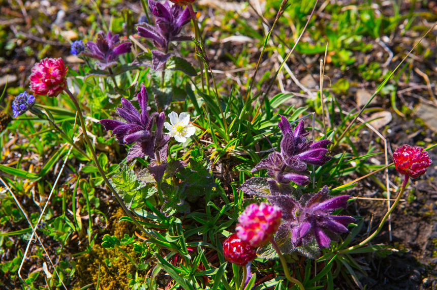 Tour-de-Mont-Blanc-16