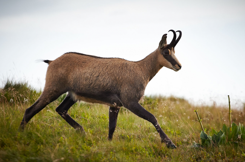 Vogezen-8-600x398.jpg Chamois op Le Petite Hohneck.