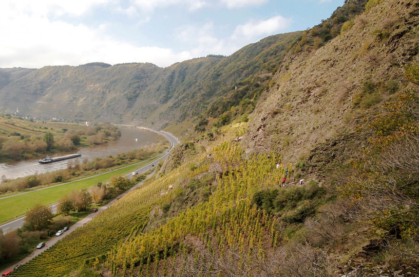 De Calmont is de steilste wijnberg van Europa.