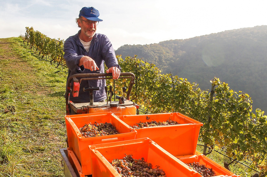 Gerd Schütz met de laatste druiven van het seizoen.