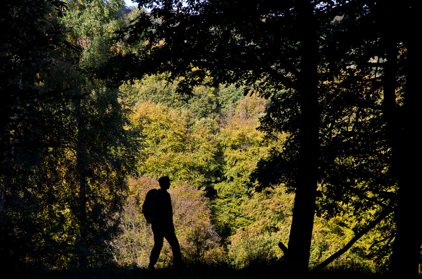 Wildnis-Trail-Eifel-14-600x398.jpg De laatste twee etappes voeren door uitgestrekte beukenbossen.