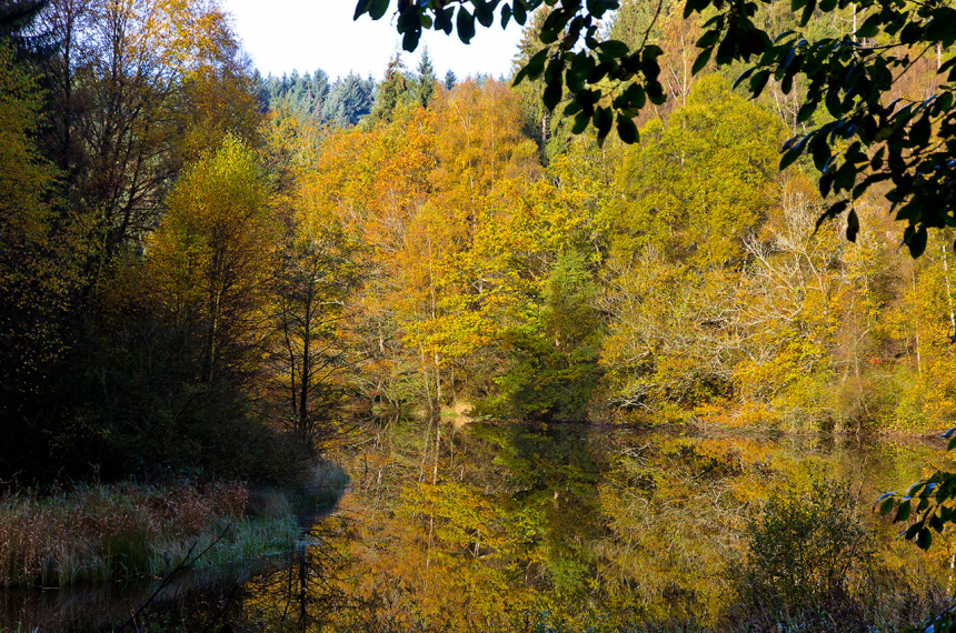 Wildnis-Trail-Eifel-2-600x398.jpg De Fuhrtsbach.