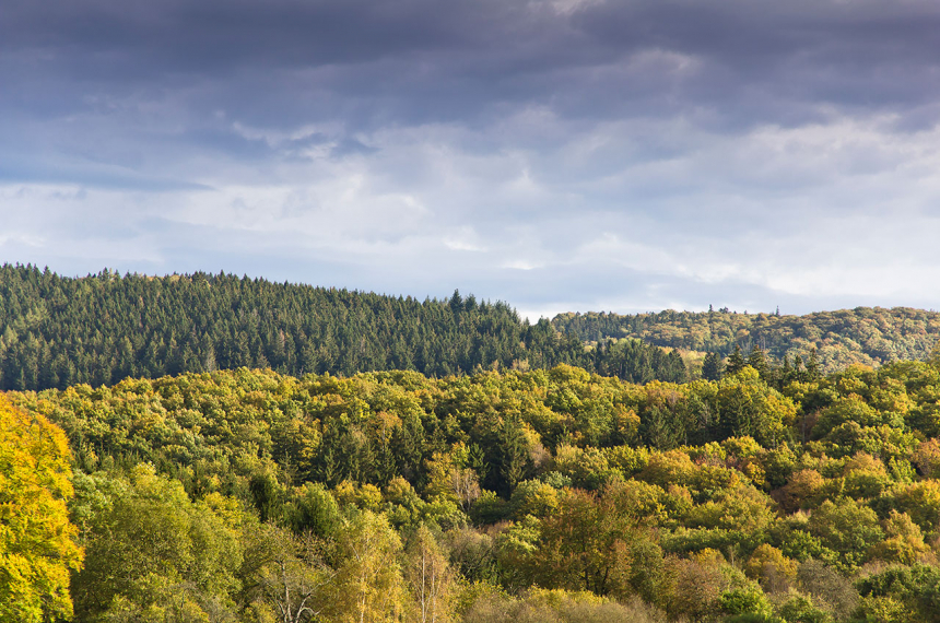 Wildnis-Trail-Eifel-6-600x398.jpg De bossen van Nationalpark Eifel vormen een goede habitat voor de wilde kat, ook wel Eifeltijger genoemd.