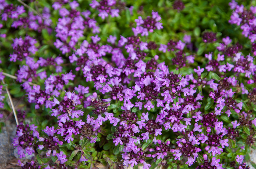 huttentocht_zwitserland_alpenpasse_weg_24