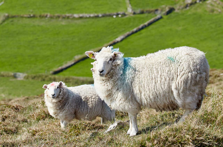 schapen-1280x849-600x398.jpg Schapen bij de kuststrook van Dursey Island, bij akkers en drystone walls