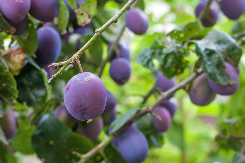 shutterstock_129470603-600x401.jpg Istrie