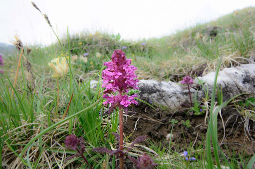 Mooie natuur in Vanoise