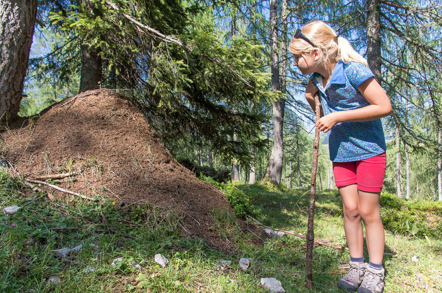 Wat een grote mierenhoop!