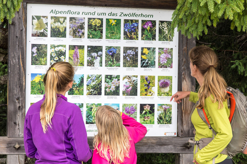 Alpenflora op en rond de Zwolferhorn.