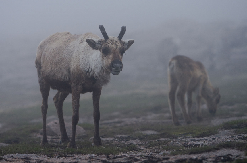 wandelen-cairngorms-4