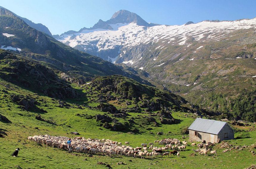 wandelen-pyreneeën-ton-joosten-1-600x398.jpg Kudde schapen in het Natuurreservaat van de Mont Valier. Foto: Ton Joosten.
