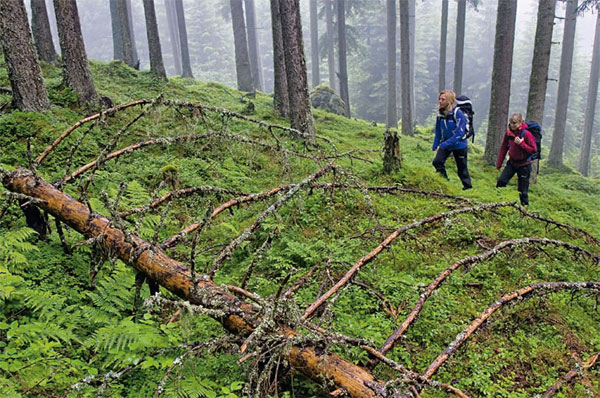 wandelen-salzburger-almenweg-02-600x398.jpg Niet alleen hooggebergte, ook bossen maken deel uit van de Salzburger Almenweg