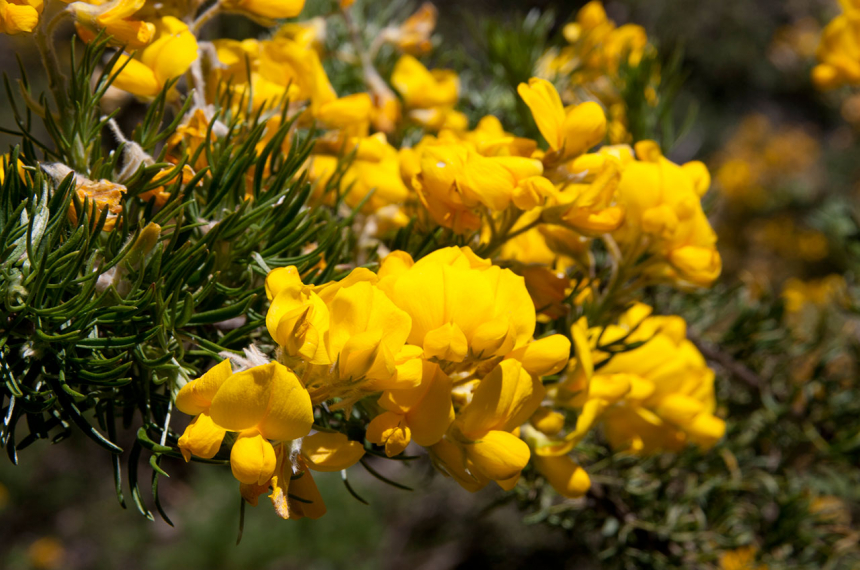 wandelen-sierra-de-grazalema-2-600x398.jpg wandelen-sierra-de-grazalema-2