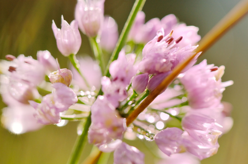 wandelen_ordesa_spanje_pyreneeen_ernst_kremers_05-600x397.jpg Zelfs in september is het nog groen met veel bloemen.